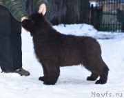 Превью фото № 219073