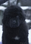 Превью фото № 219076