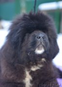 Превью фото № 219083