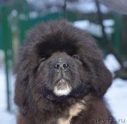 Превью фото № 219084