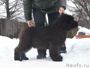 Превью фото № 219086