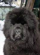 Превью фото № 219088