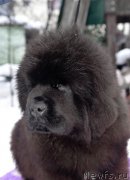 Превью фото № 219090