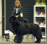 Превью фото № 219130