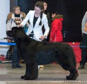 Превью фото № 219140