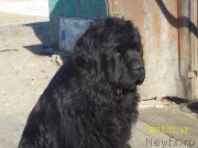 Превью фото № 219154