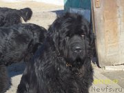 Превью фото № 219155