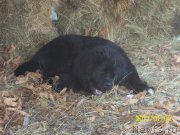 Превью фото № 219156