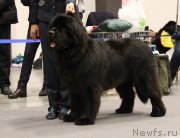 Превью фото № 219167