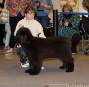 Превью фото № 219211