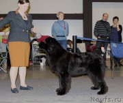 Превью фото № 219229