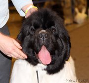 Превью фото № 219294