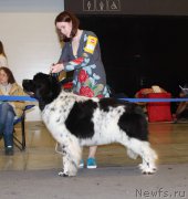 Превью фото № 219303