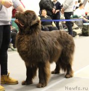 Превью фото № 219311