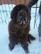 Превью фото № 219350