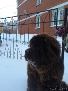 Превью фото № 219352