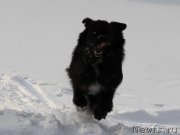 Превью фото № 219405