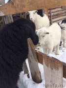 Превью фото № 219413