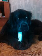 Превью фото № 219429