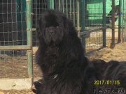 Превью фото № 219448