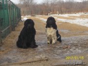 Превью фото № 219455