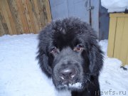 Превью фото № 219458