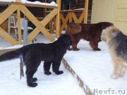 Превью фото № 219459