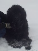 Превью фото № 219487