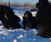 Превью фото № 219490