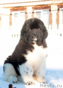 Превью фото № 219510