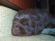 Превью фото № 219539