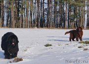 Превью фото № 219561