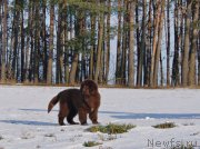 Превью фото № 219562