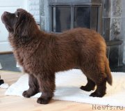 Превью фото № 219565