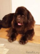 Превью фото № 219567