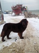 Превью фото № 219589