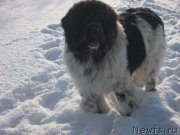 Превью фото № 219598