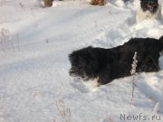 Превью фото № 219601