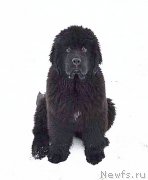 Превью фото № 219604