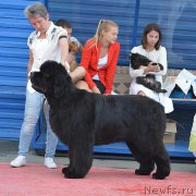 Превью фото № 219608