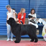 Превью фото № 219609