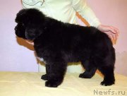 Превью фото № 219616