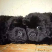 Превью фото № 219617