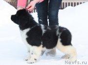 Превью фото № 219622