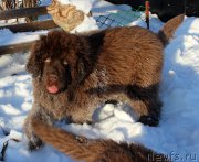 Превью фото № 219637