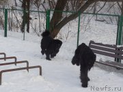 Превью фото № 219701