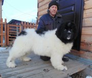 Превью фото № 219709