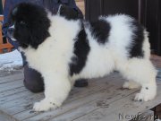 Превью фото № 219711