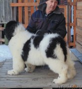 Превью фото № 219712