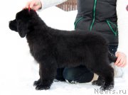 Превью фото № 219728